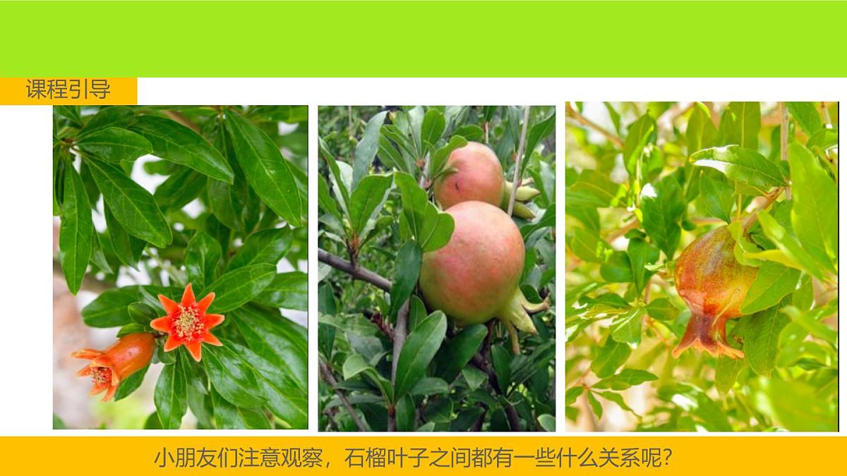 学前教育大班《石榴花》课件第8页