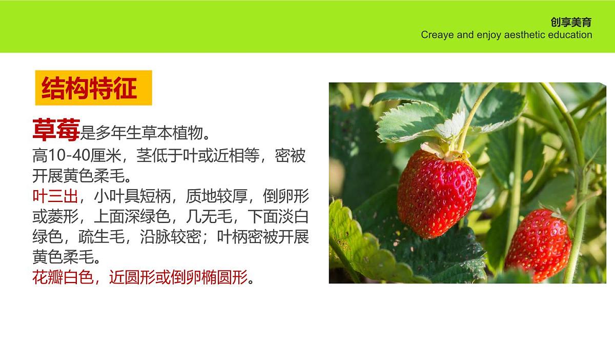 学前教育大班《春光明莓》课件第7页