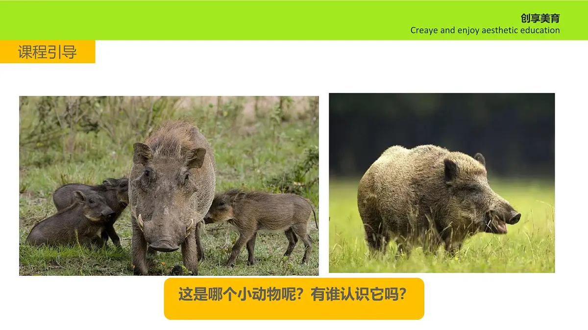 学前教育大班《散步的野猪》课件第5页