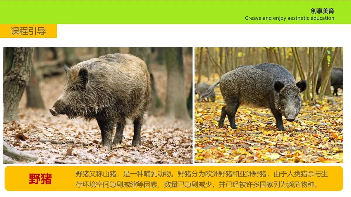 学前教育大班《散步的野猪》课件第6页
