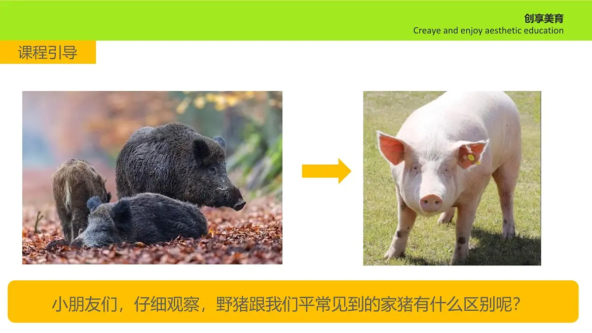 学前教育大班《散步的野猪》课件第7页
