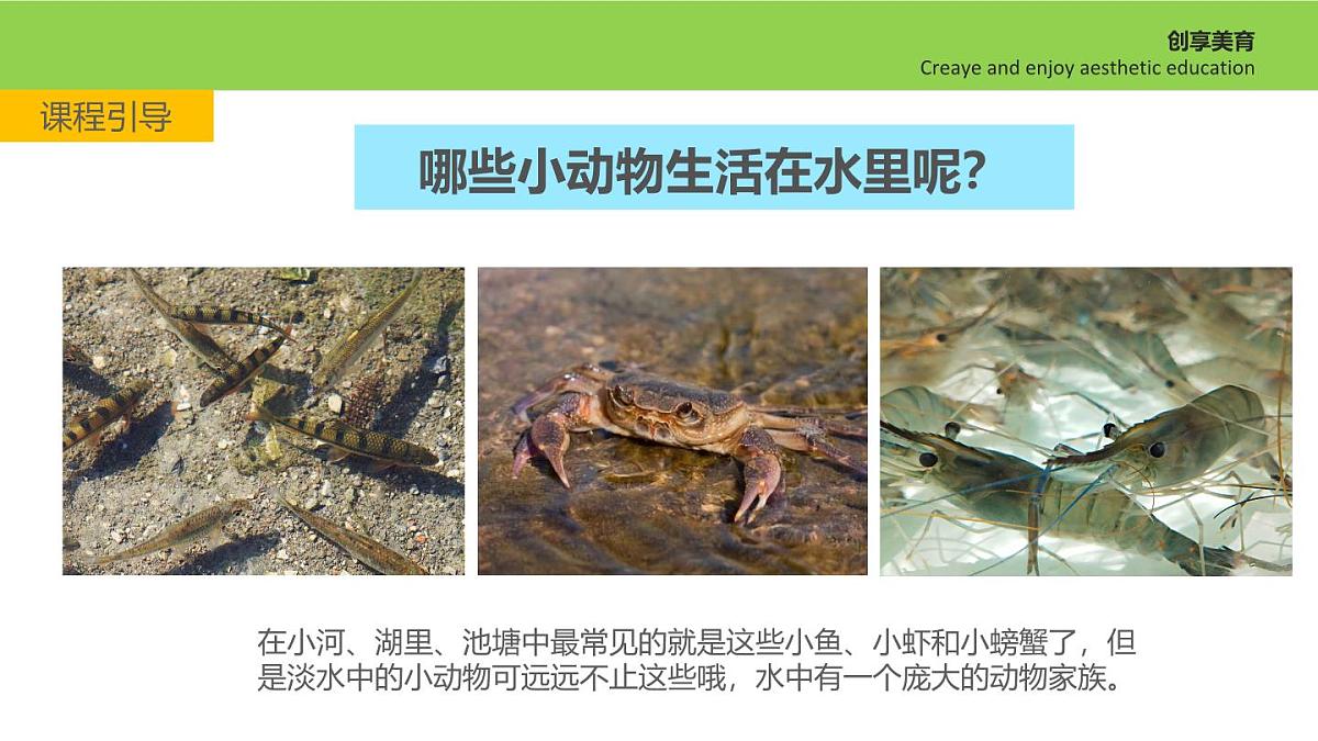 学前教育大班《林间水边》课件第5页