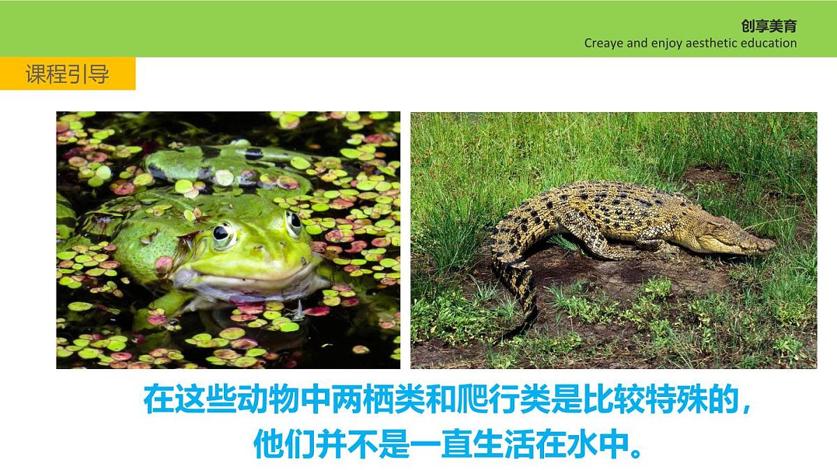 学前教育大班《林间水边》课件第7页