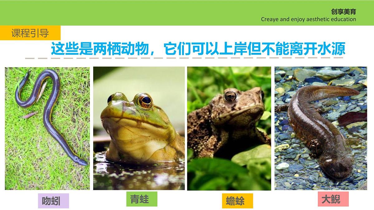 学前教育大班《林间水边》课件第8页