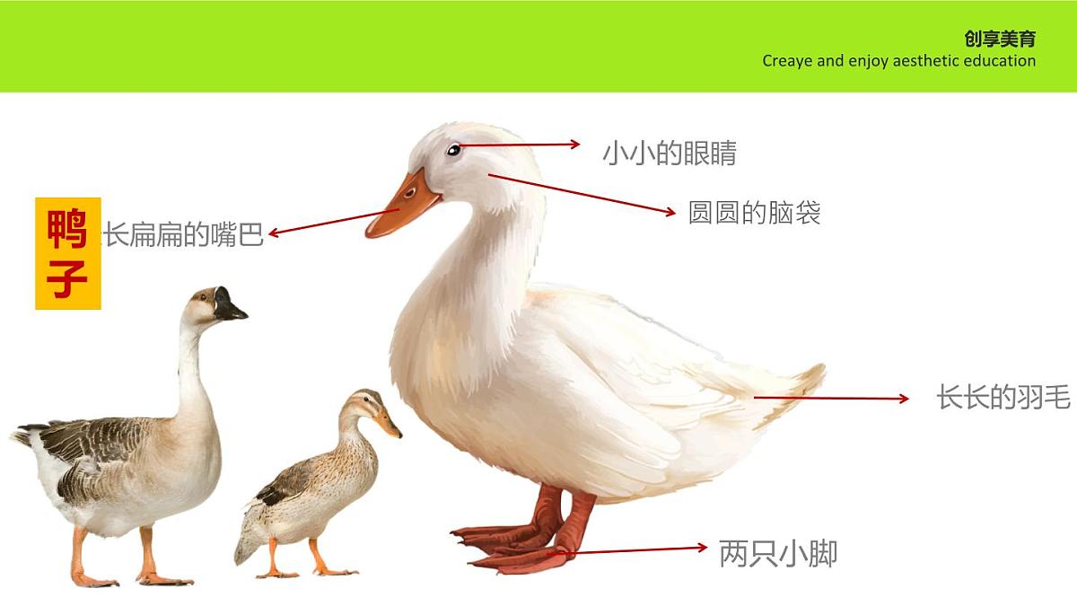学前教育大班《去踏春鸭》课件第6页