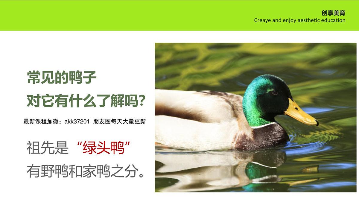 学前教育大班《去踏春鸭》课件第7页