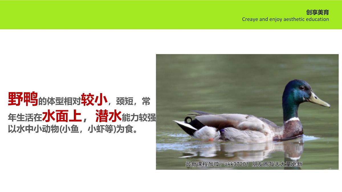 学前教育大班《去踏春鸭》课件第8页