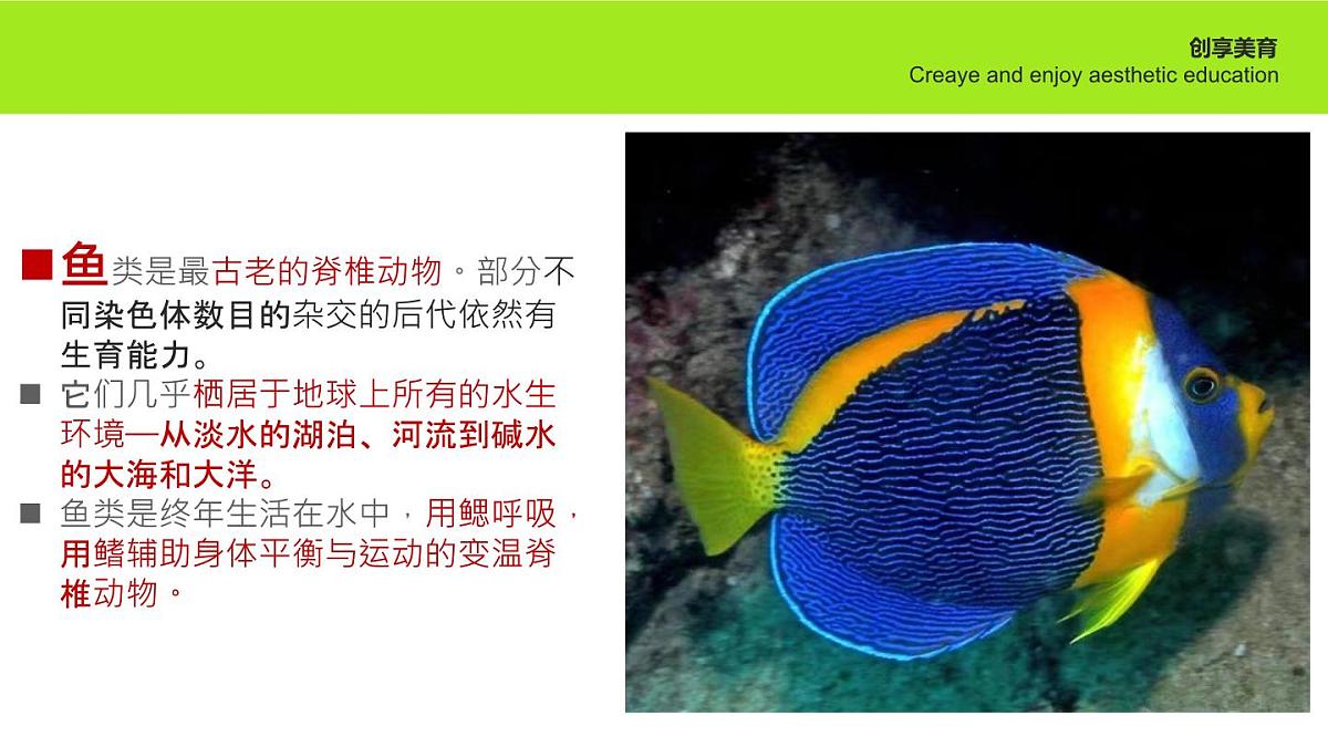 学前教育大班《游鱼》课件第7页