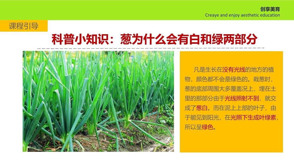 学前教育大班《葱忙长大》课件第6页
