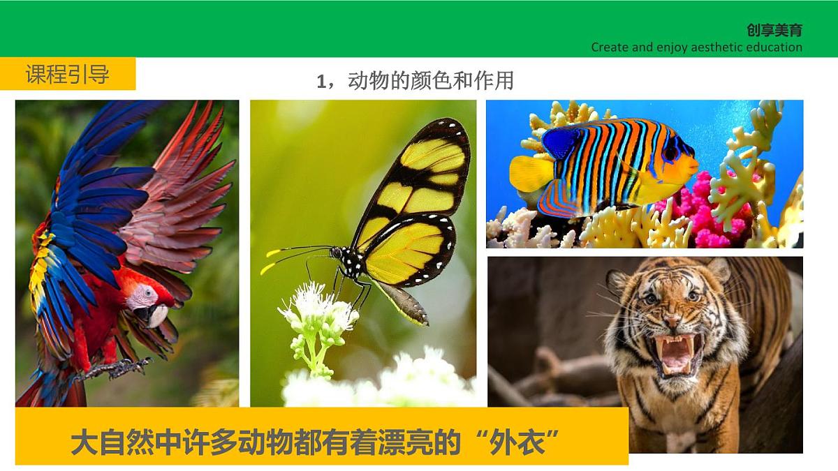 学前教育大班《黑与白的彩色照片》课件第4页