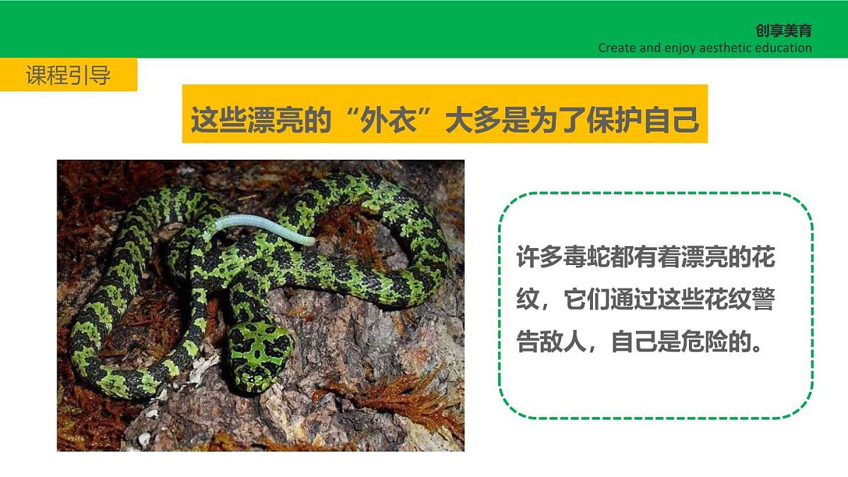 学前教育大班《黑与白的彩色照片》课件第5页