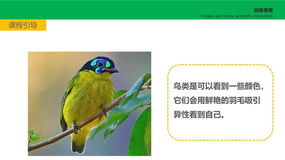 学前教育大班《黑与白的彩色照片》课件第7页