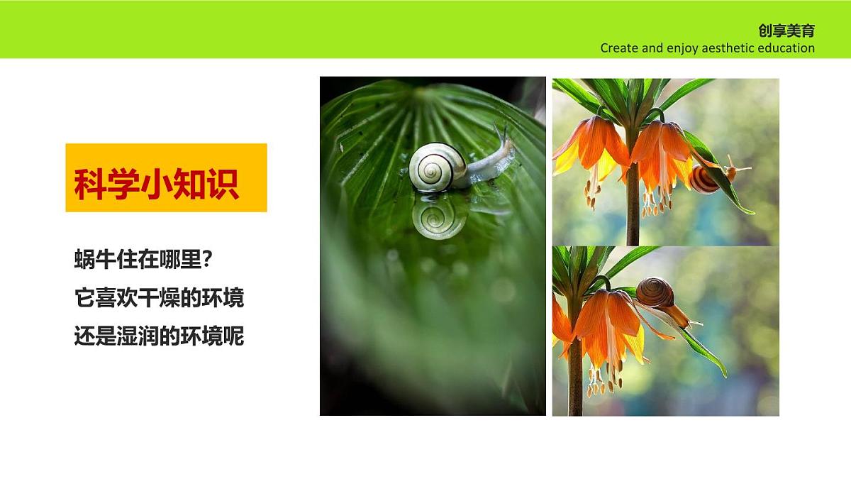 学前教育大班《散步的蜗牛》课件第7页
