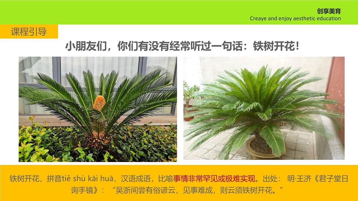 学前教育大班《铁树开花》课件第4页