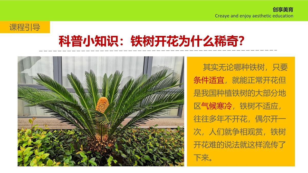 学前教育大班《铁树开花》课件第5页