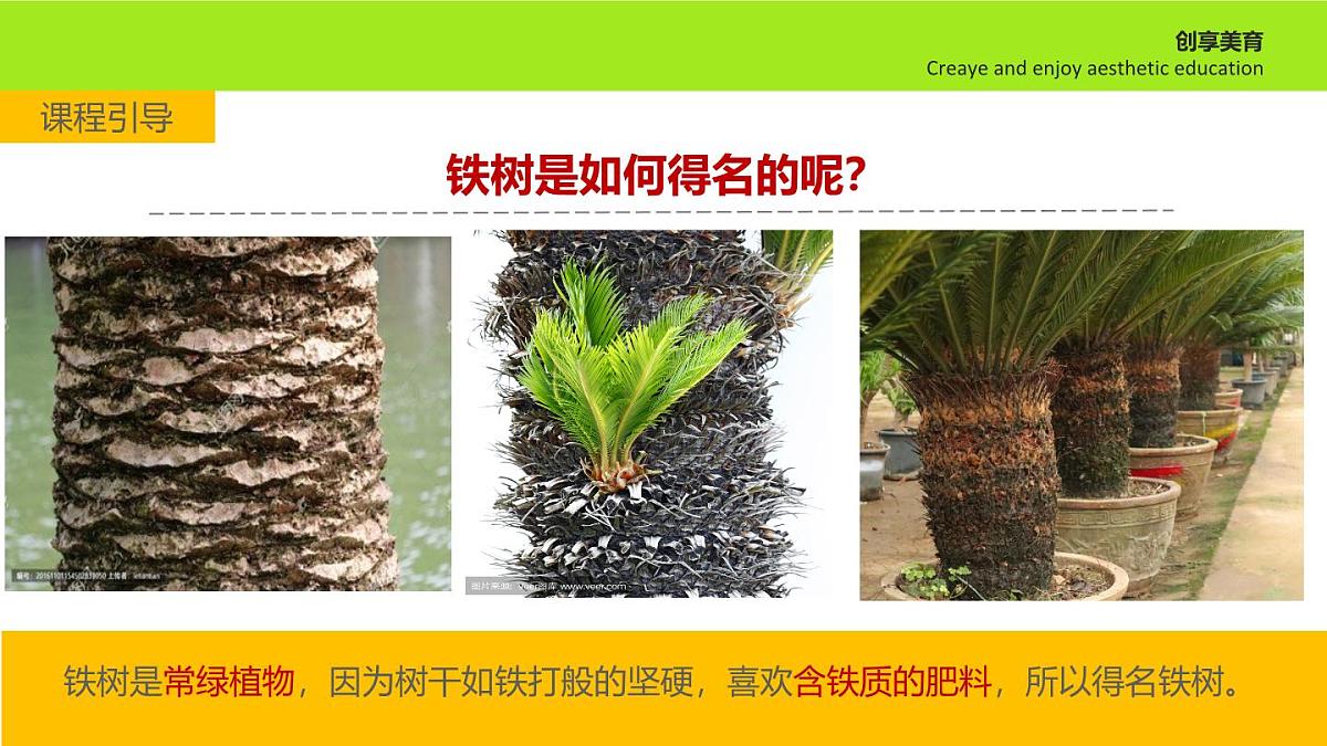 学前教育大班《铁树开花》课件第6页