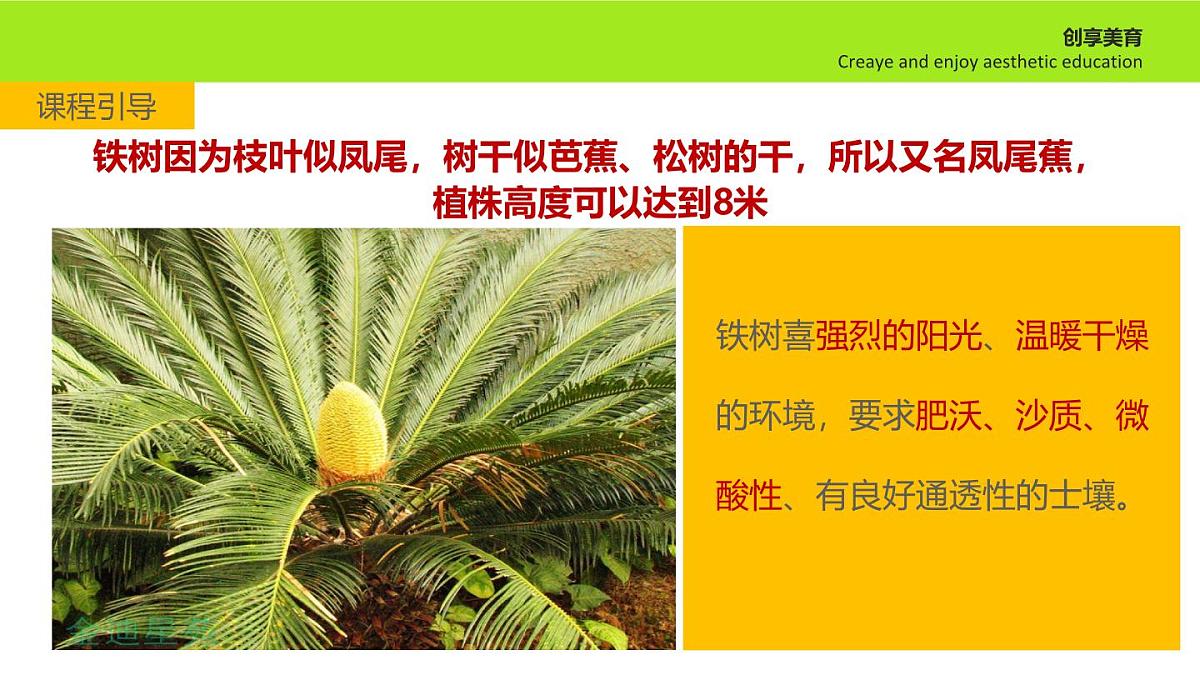 学前教育大班《铁树开花》课件第7页