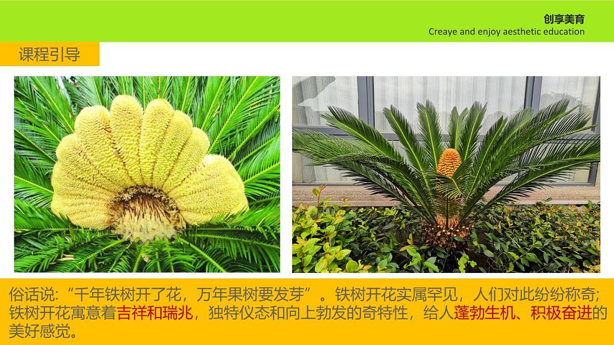 学前教育大班《铁树开花》课件第8页