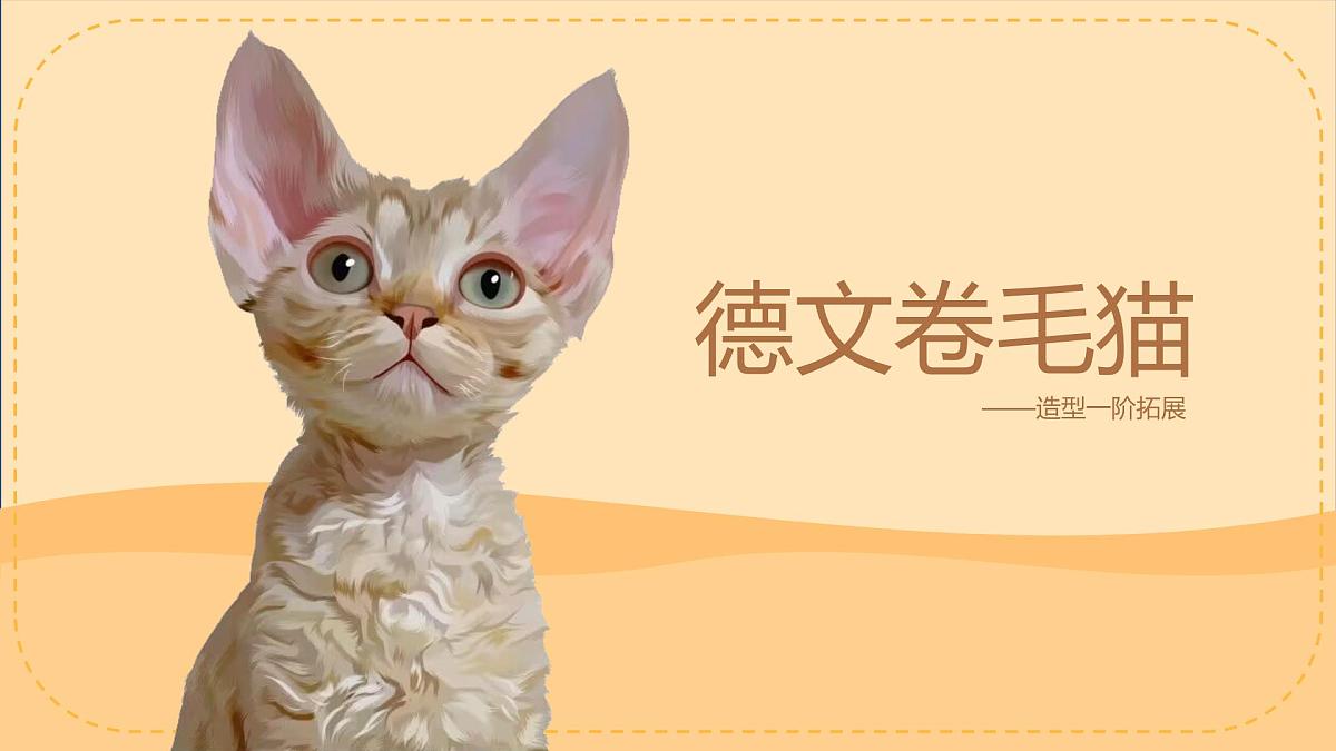 学前教育大班《德文卷毛猫》课件第1页