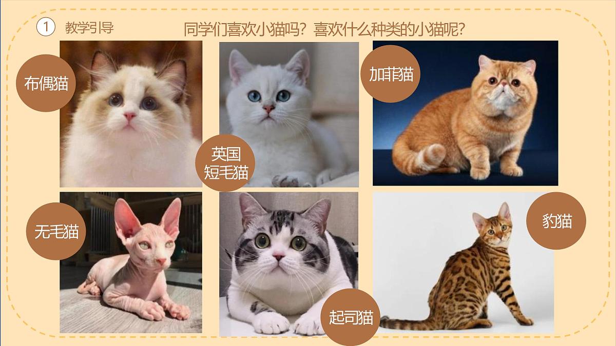 学前教育大班《德文卷毛猫》课件第3页