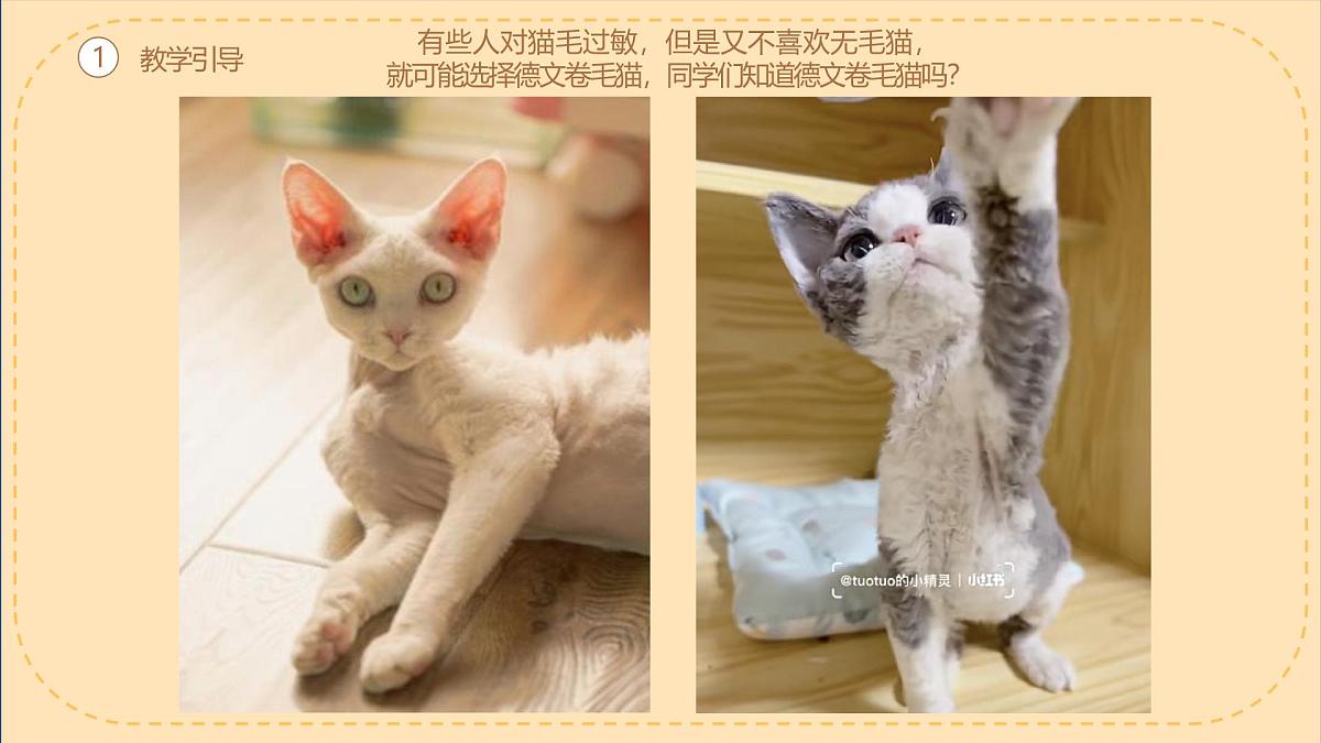 学前教育大班《德文卷毛猫》课件第4页