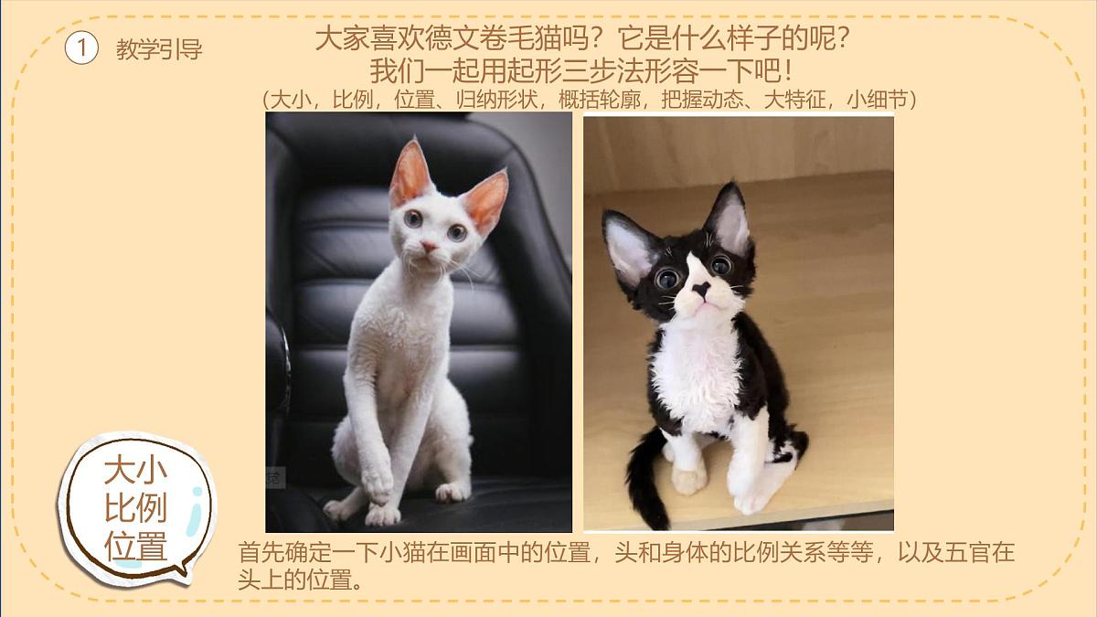 学前教育大班《德文卷毛猫》课件第5页