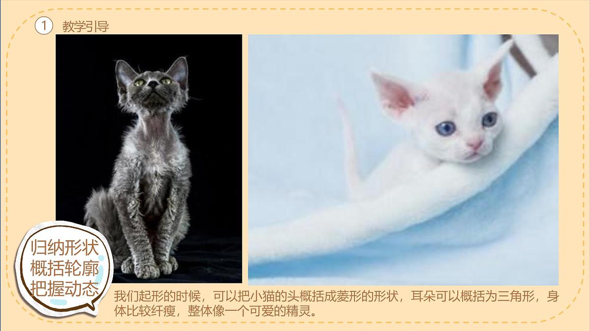 学前教育大班《德文卷毛猫》课件第6页