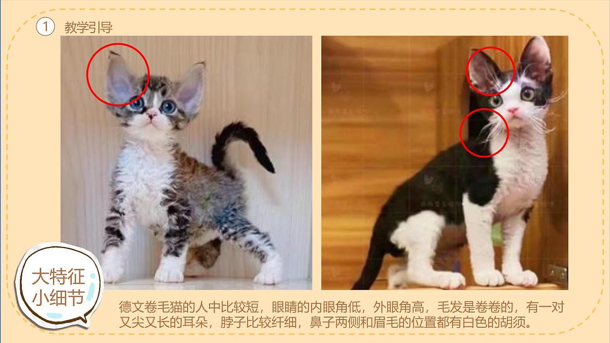 学前教育大班《德文卷毛猫》课件第7页