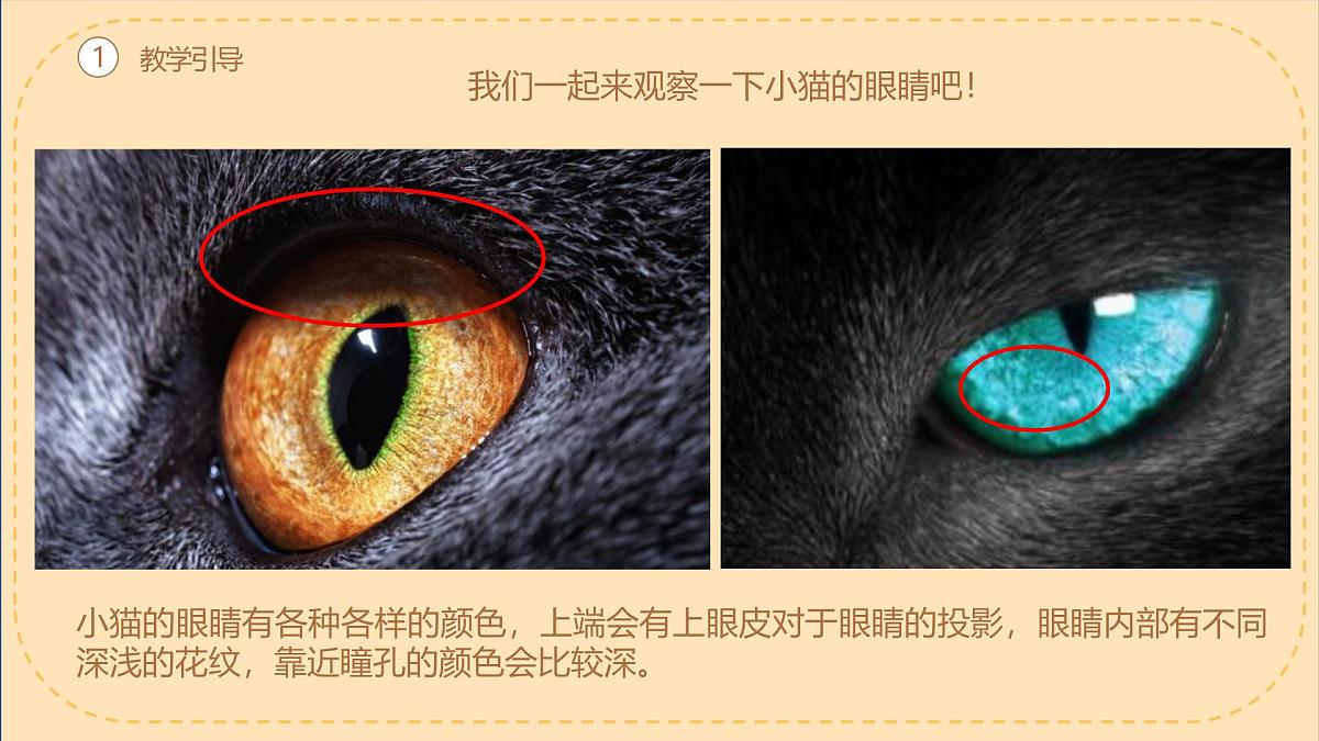 学前教育大班《德文卷毛猫》课件第8页