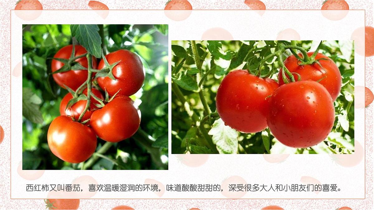 学前教育大班《西红柿..》课件第8页