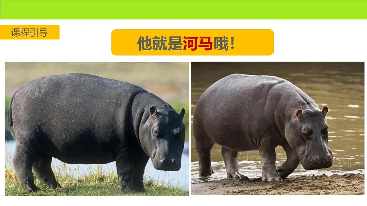 学前教育大班《怒气腾腾的大河马》课件第5页