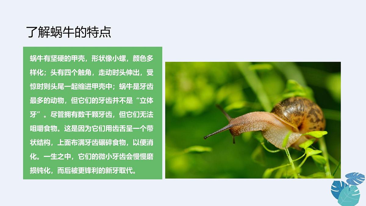 学前教育大班《蜗牛去旅行》课件第8页