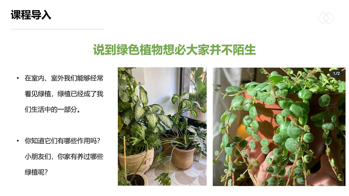 学前教育大班《一盆生机盎然的绿箩》课件第4页
