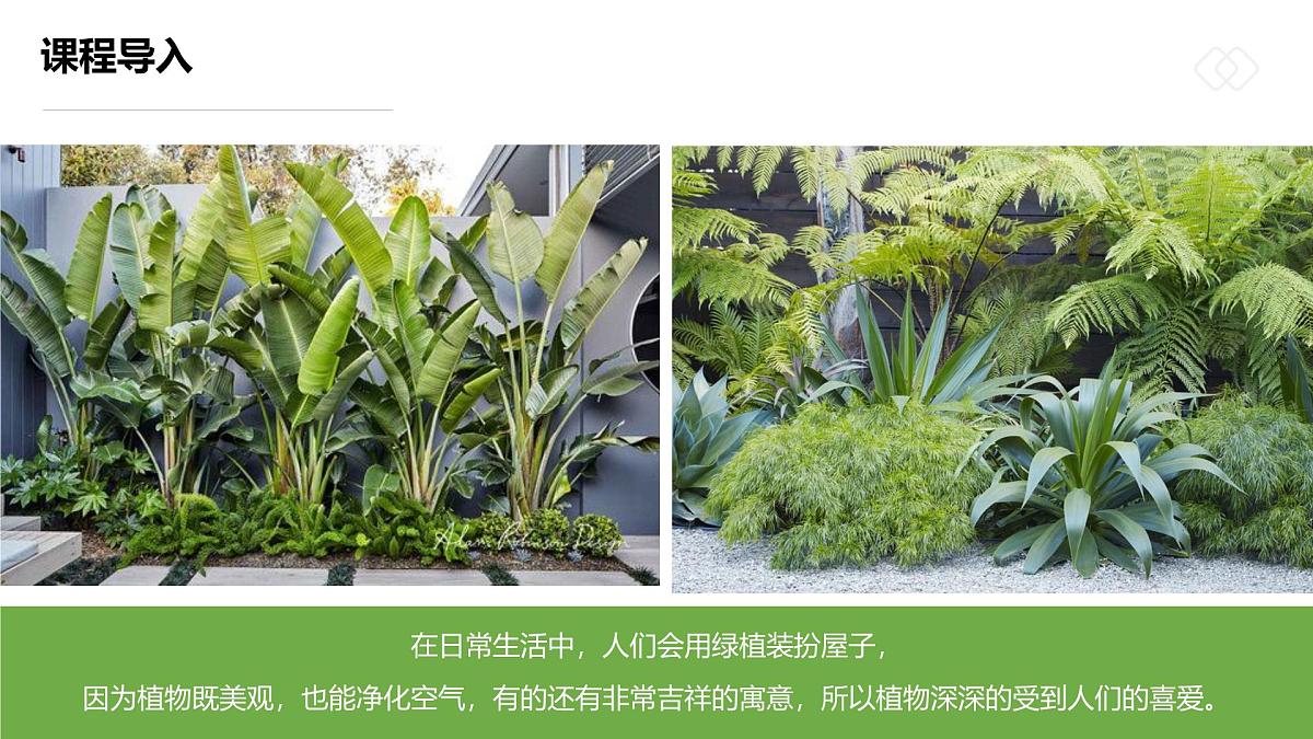 学前教育大班《一盆生机盎然的绿箩》课件第5页