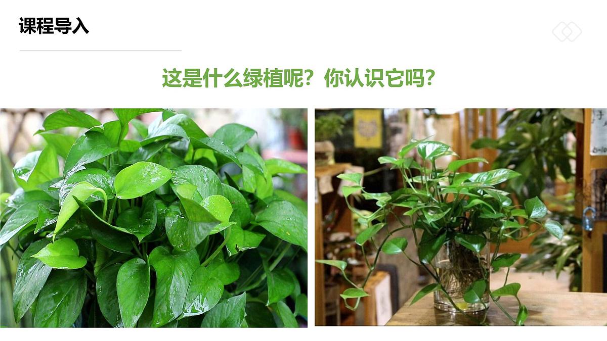 学前教育大班《一盆生机盎然的绿箩》课件第6页