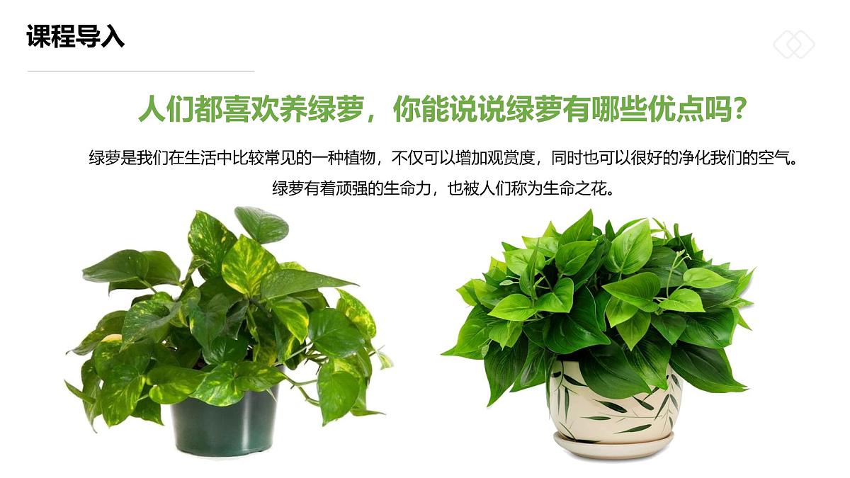 学前教育大班《一盆生机盎然的绿箩》课件第7页
