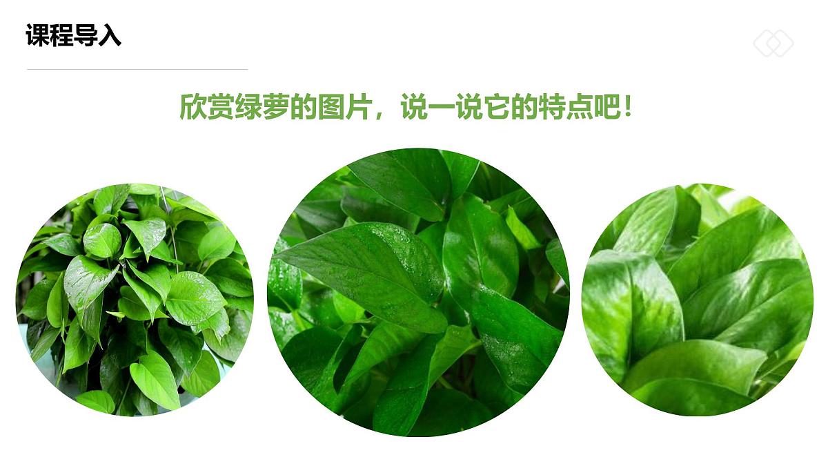 学前教育大班《一盆生机盎然的绿箩》课件第8页