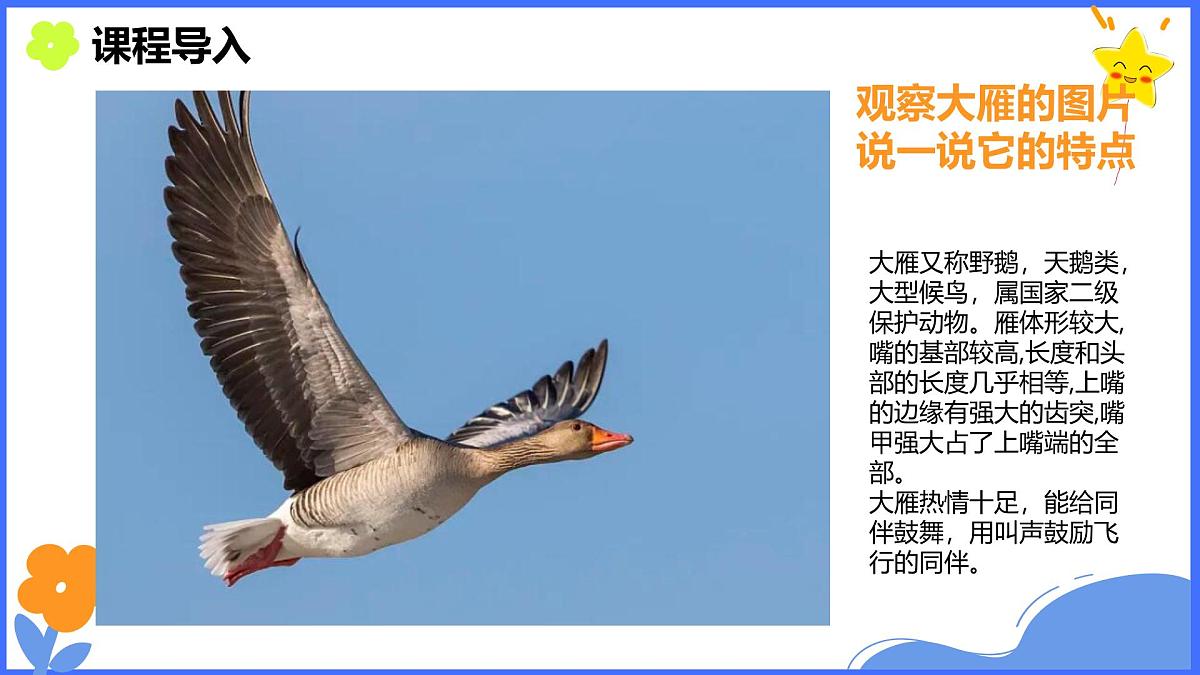 学前教育大班《迁徙》课件第8页