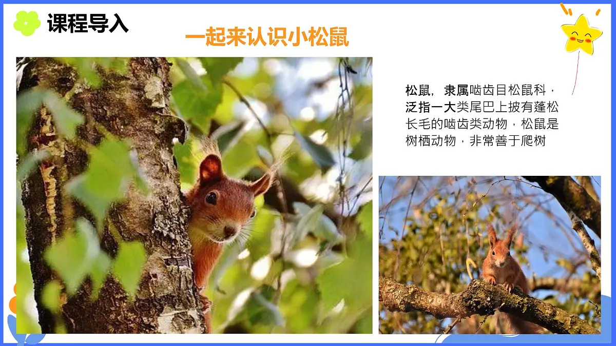 学前教育大班《松鼠与南瓜》课件第3页