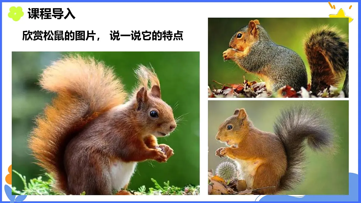 学前教育大班《松鼠与南瓜》课件第4页