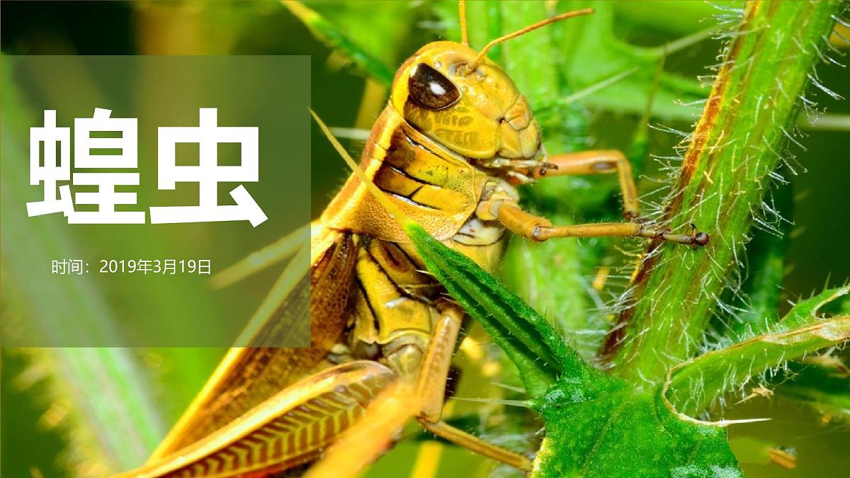 学前教育大班《蝗虫》课件第1页