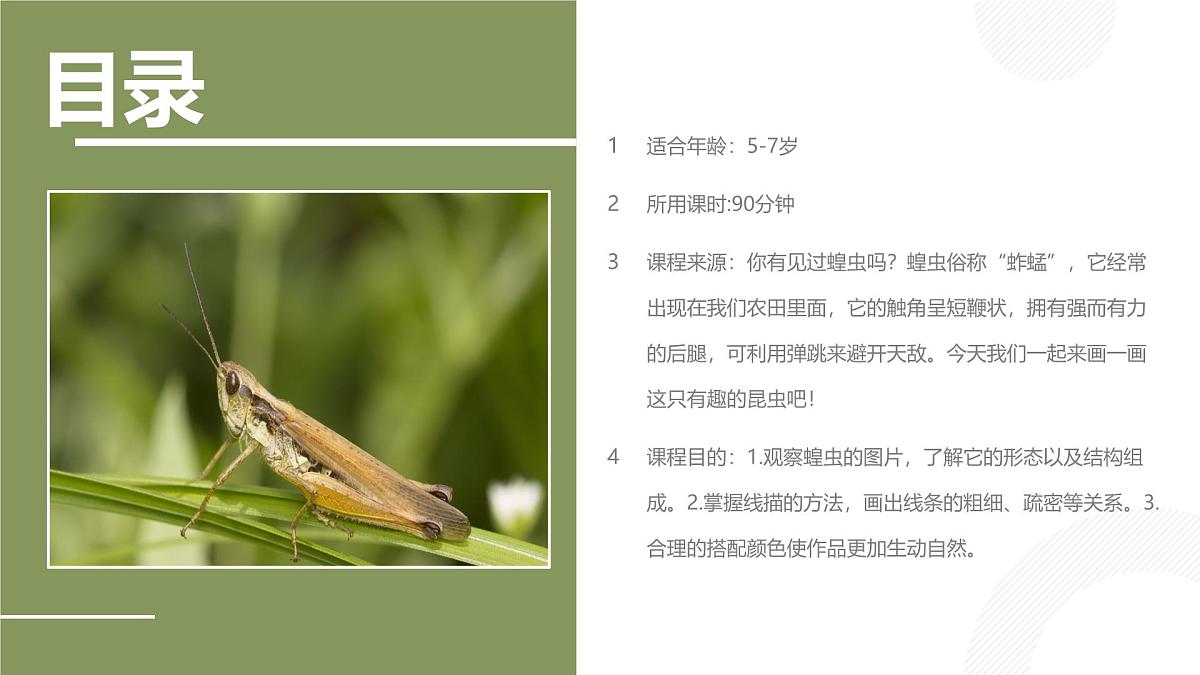学前教育大班《蝗虫》课件第2页