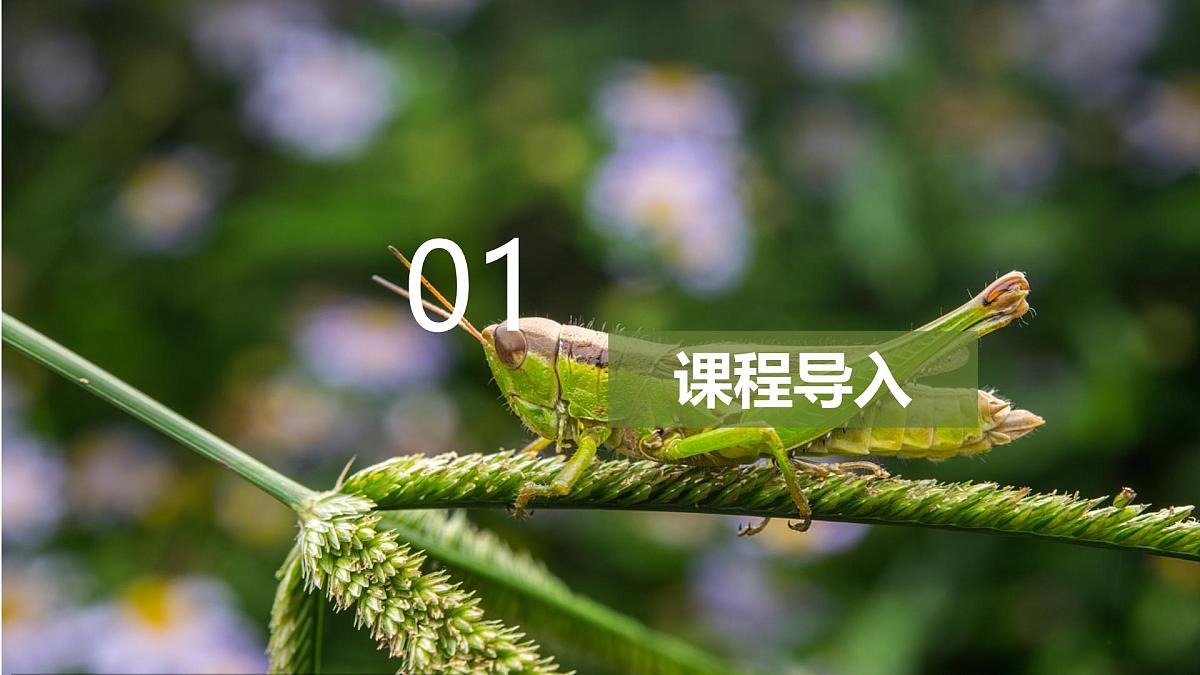 学前教育大班《蝗虫》课件第3页