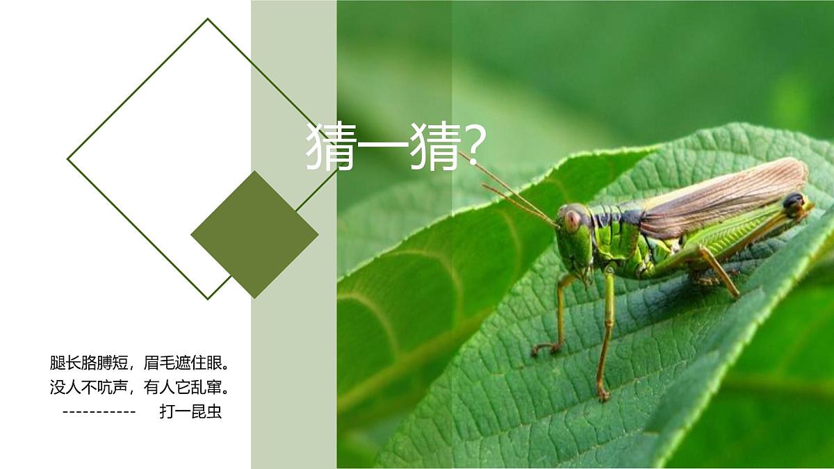 学前教育大班《蝗虫》课件第4页