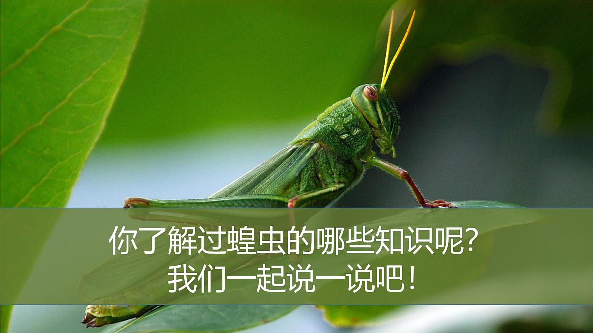 学前教育大班《蝗虫》课件第5页