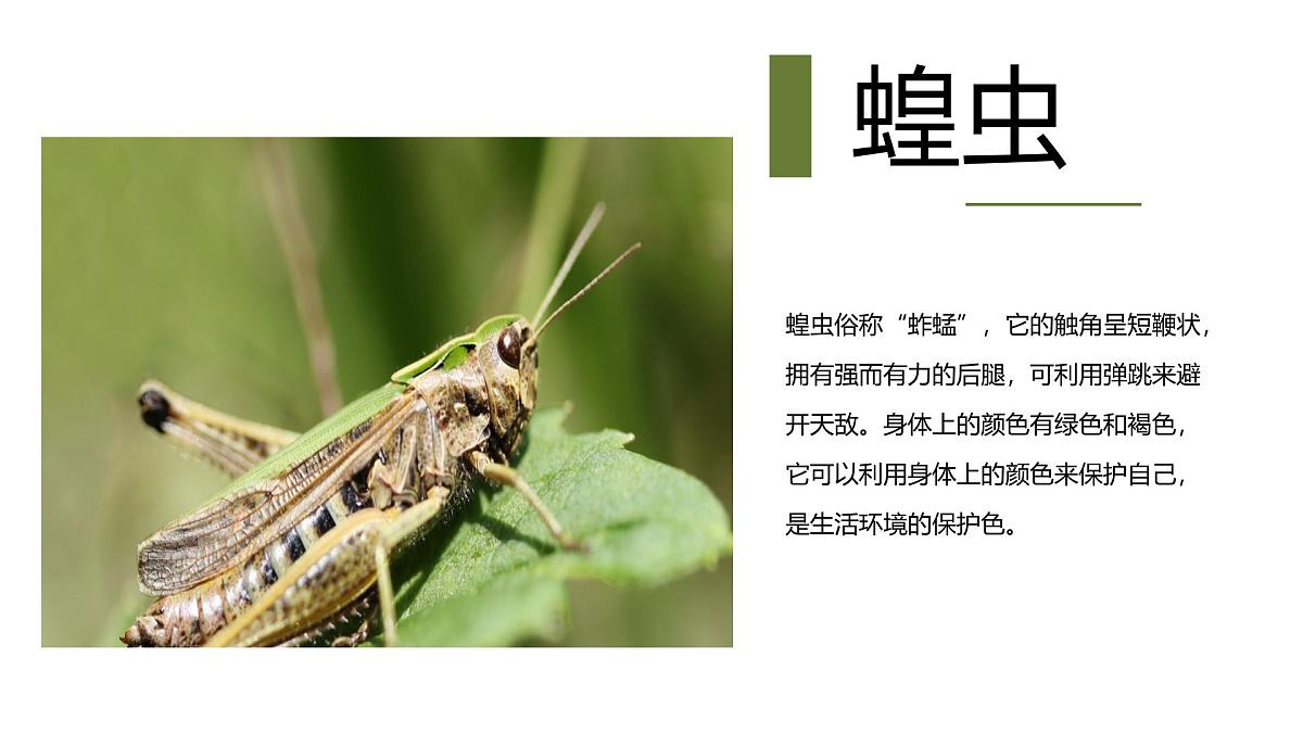 学前教育大班《蝗虫》课件第6页