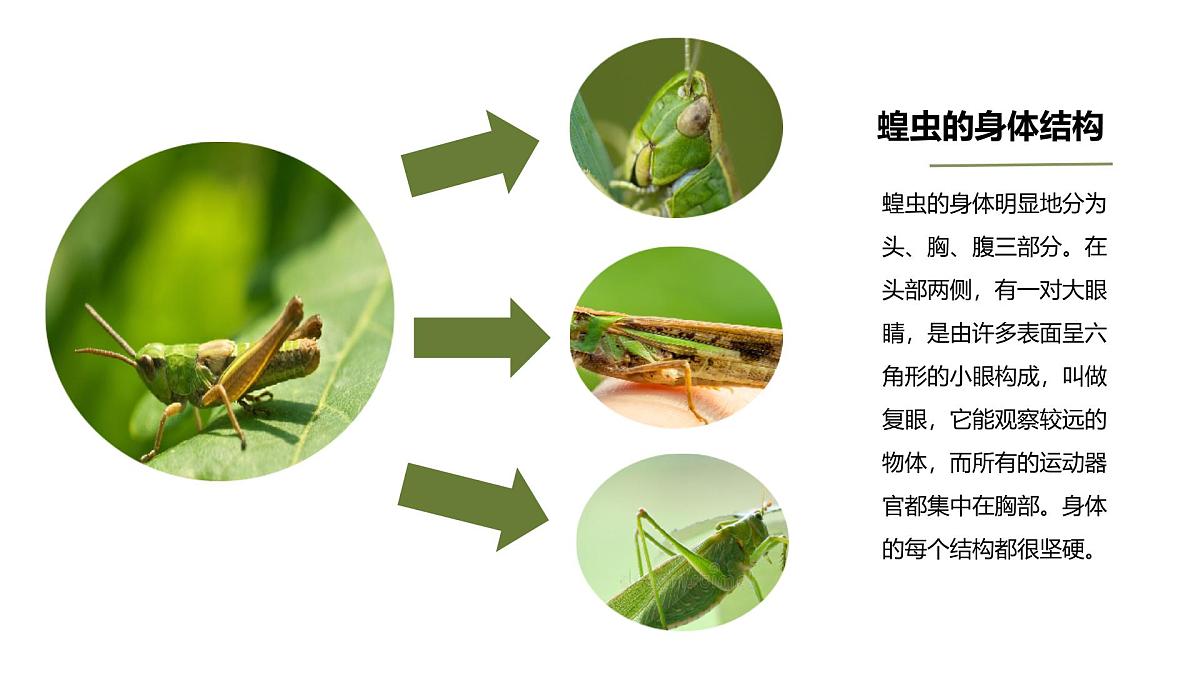学前教育大班《蝗虫》课件第7页