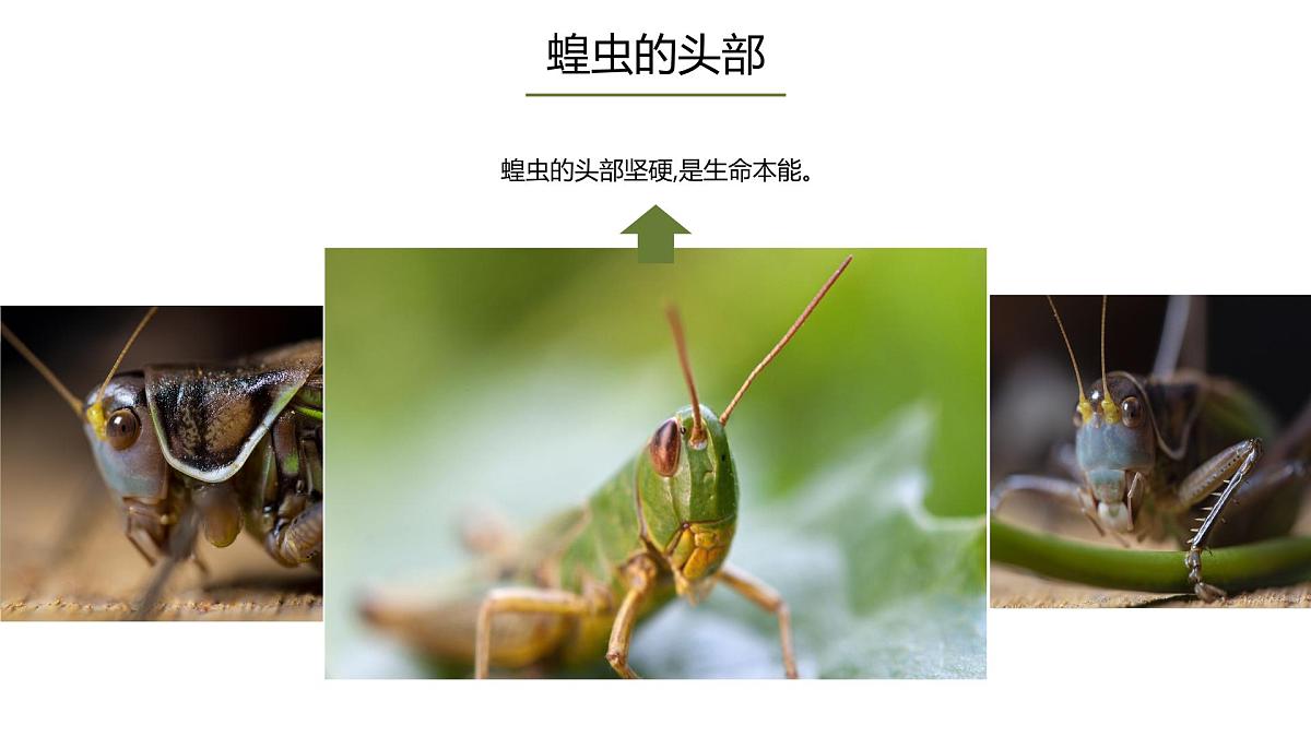 学前教育大班《蝗虫》课件第8页