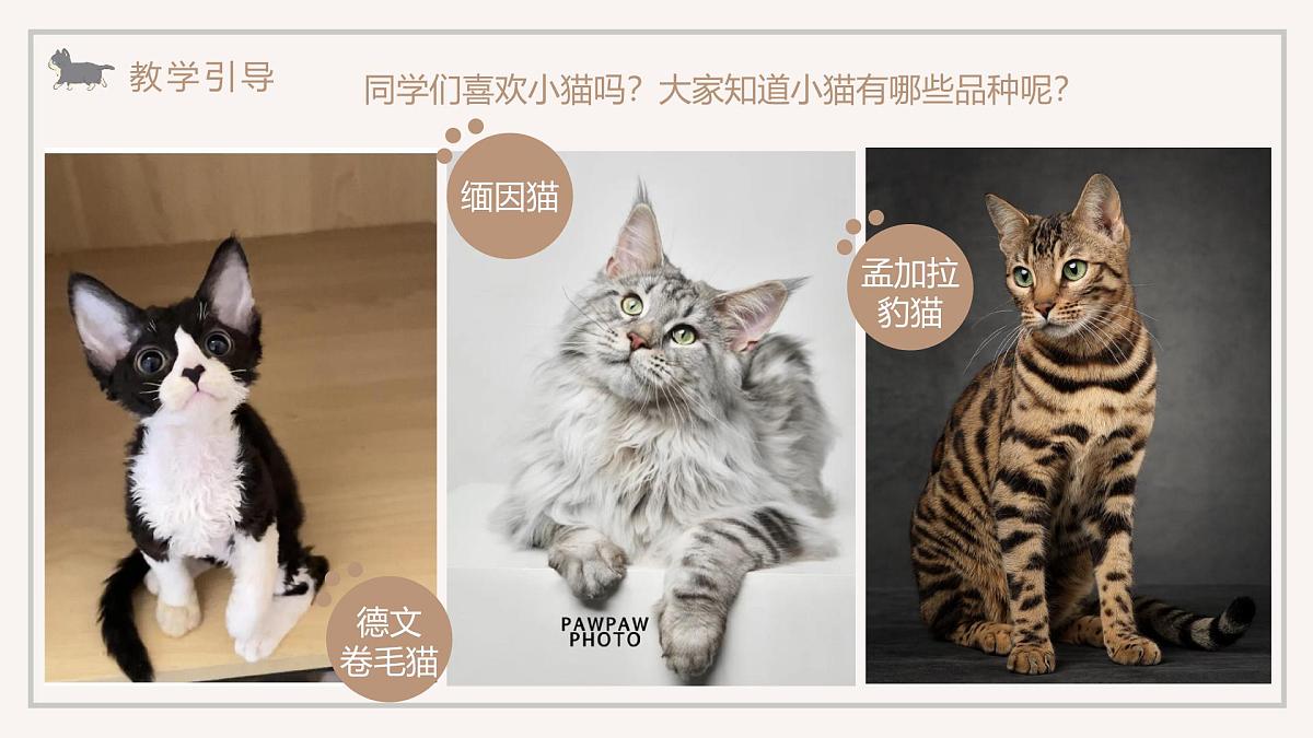 学前教育大班《喵的合影》课件第4页