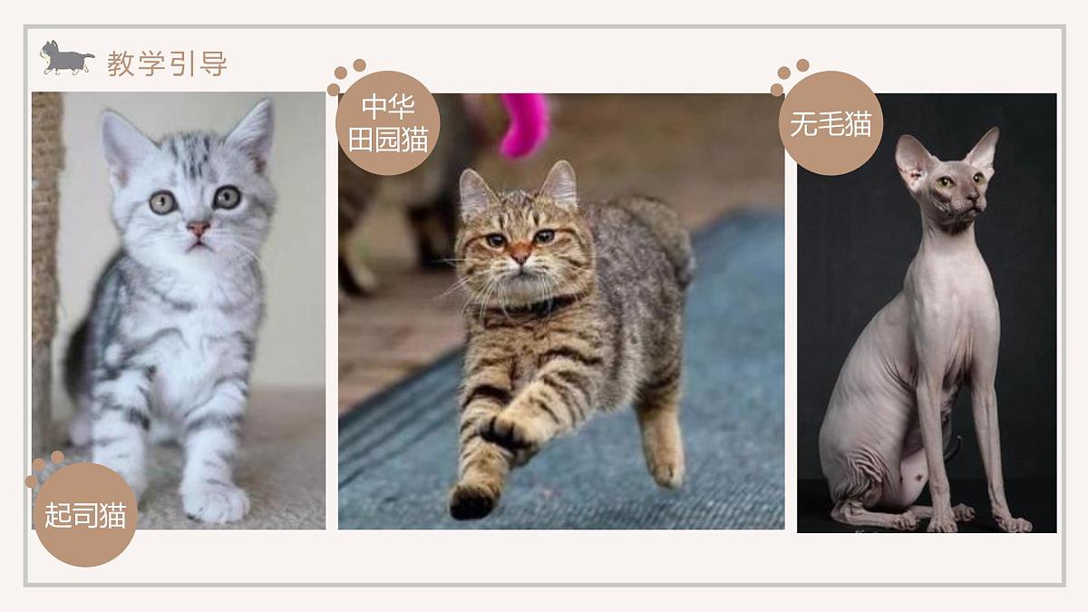 学前教育大班《喵的合影》课件第5页